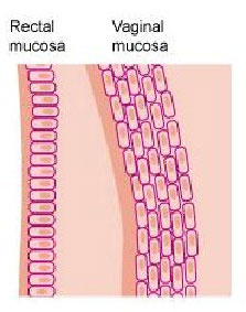 Rectal and Vaginal Mucosa Image